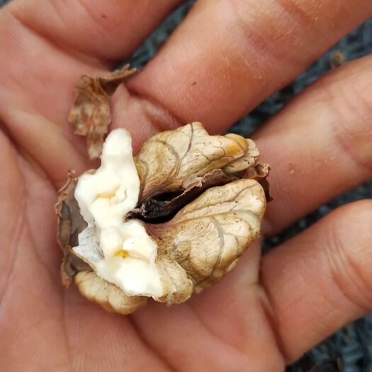 施甸县薄皮核桃 农村大树核桃，果肉饱满