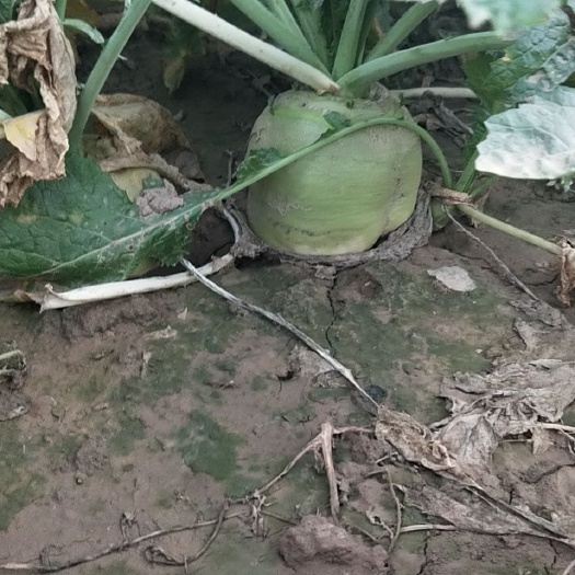 邱县包心芥菜 芥菜疙瘩  4两以上    无烂心