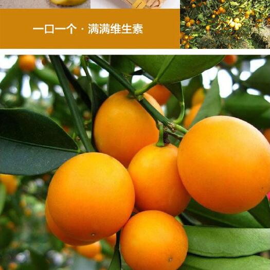 融安县融安滑皮金桔，好吃的水果常见，但能让嘴巴有好感的水果却少见