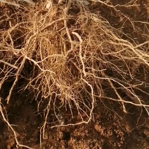 大连沙王樱桃苗  马哈利根系樱桃树苗