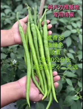 绵阳线椒种子辣椒种子长辣椒种子甜椒种子浅绿色线椒种子薄皮线椒种子