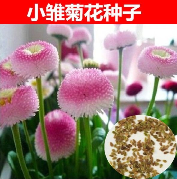 宿迁 小雏菊种子四季种易活开花不断室内外花卉植物花种籽子盆栽耐寒