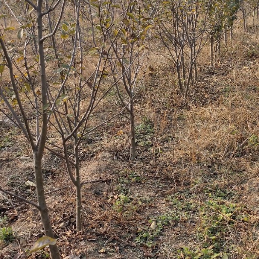阳谷县123苹果树苗 四年的的苹果树，种植的时候太密了，现间伐一部分，