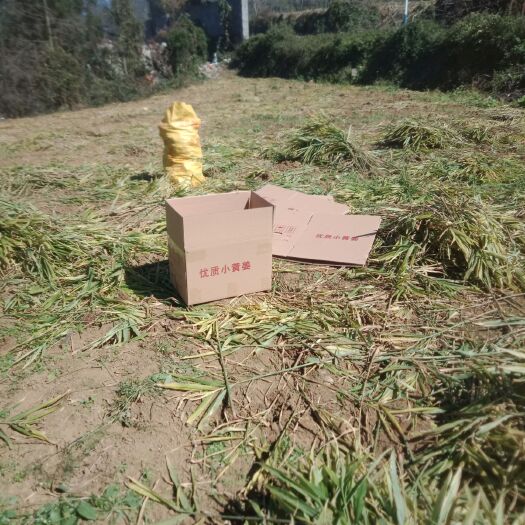 富源县风姜  云南小黄姜