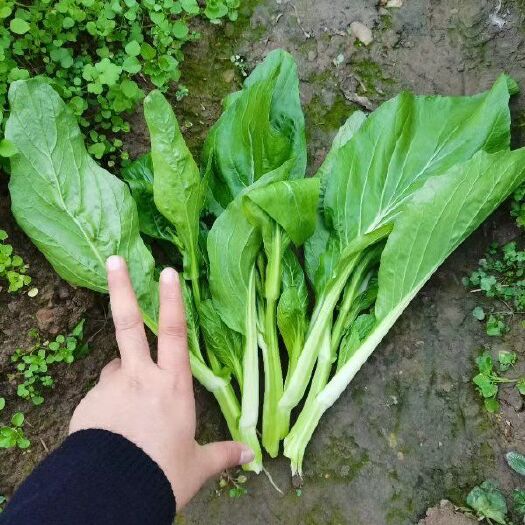 金沙县 白菜苔(红)