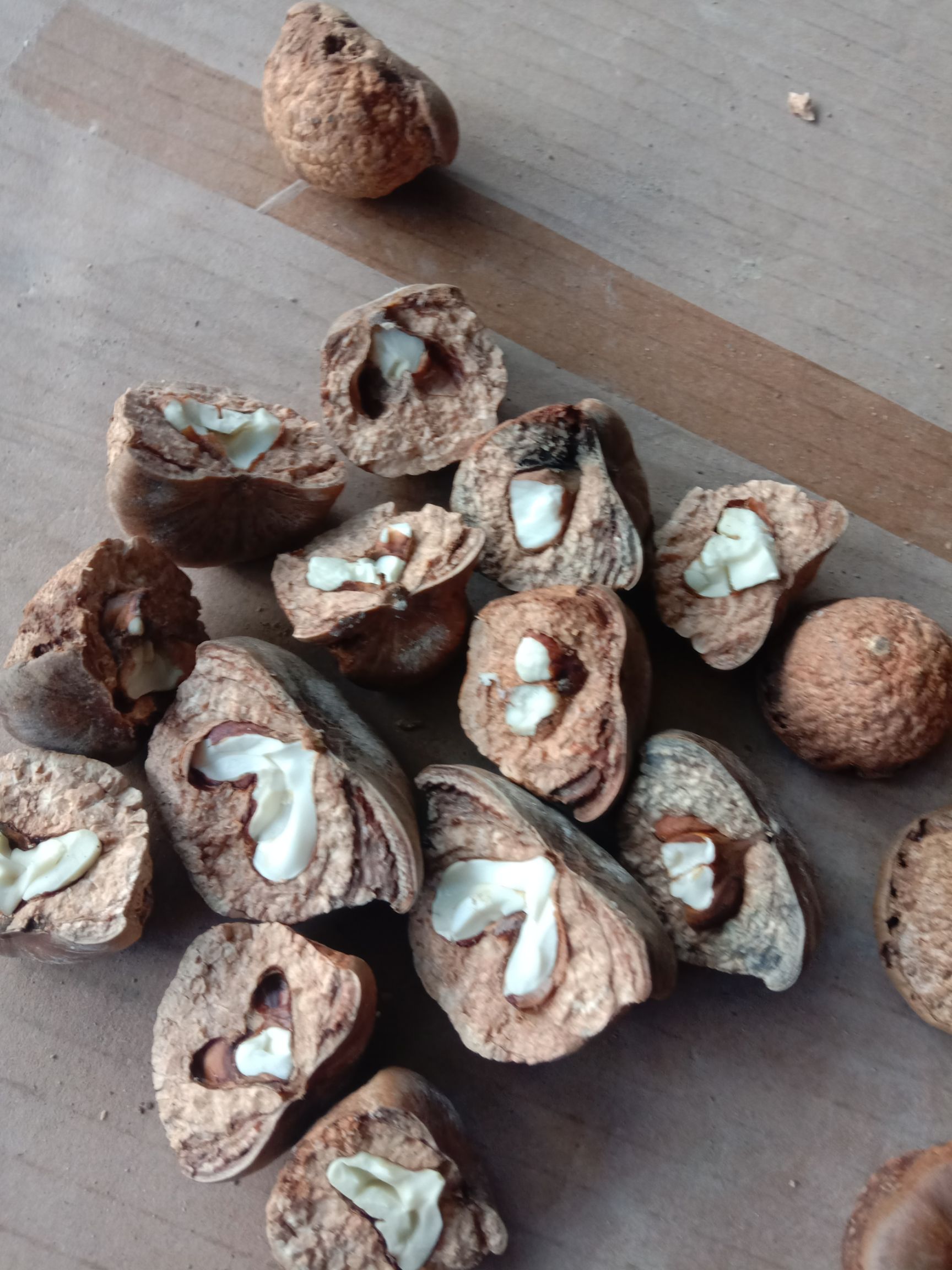 风流果 12-18个月