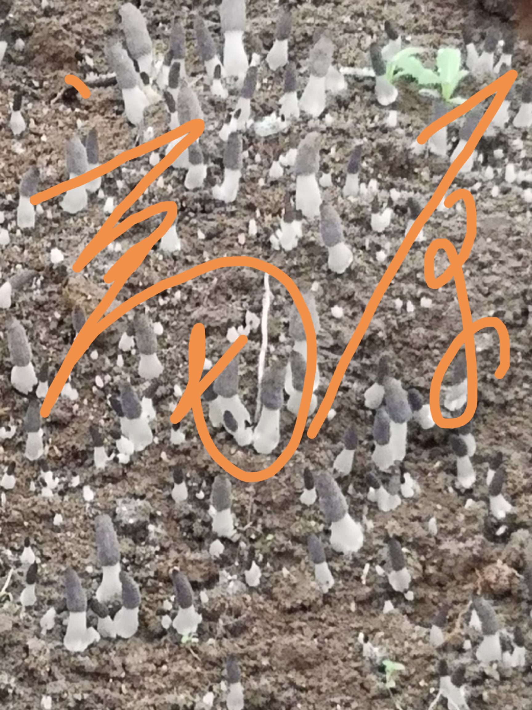羊肚菌菌种  羊肚菌一级试管母种，