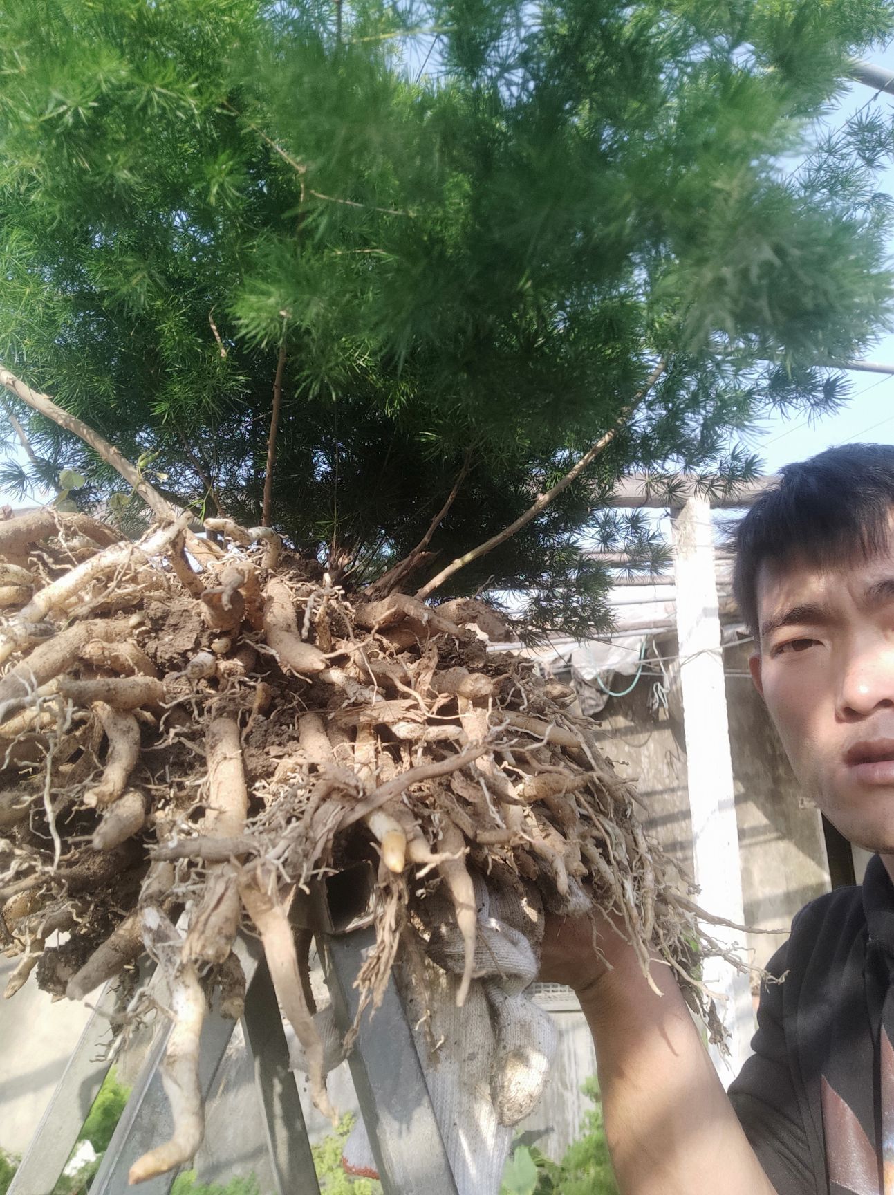 平邑县蓬莱松盆栽  蓬莱松 超大棵蓬莱松 枝条约4-6枝，约30-