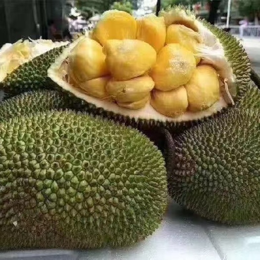 榴莲蜜树苗 榴莲蜜苗