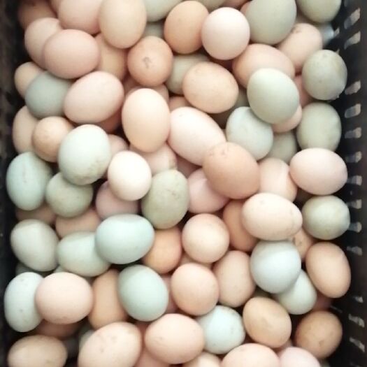 初生蛋  绿壳土鸡蛋