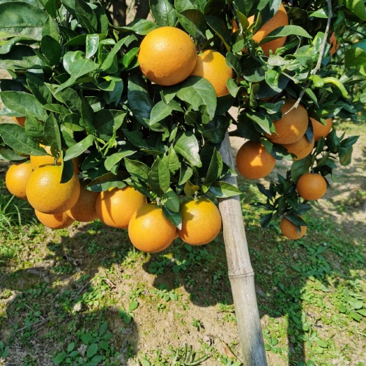 桃源县纽荷尔脐橙苗  纽荷尔苗，圆丰纽荷尔苗
