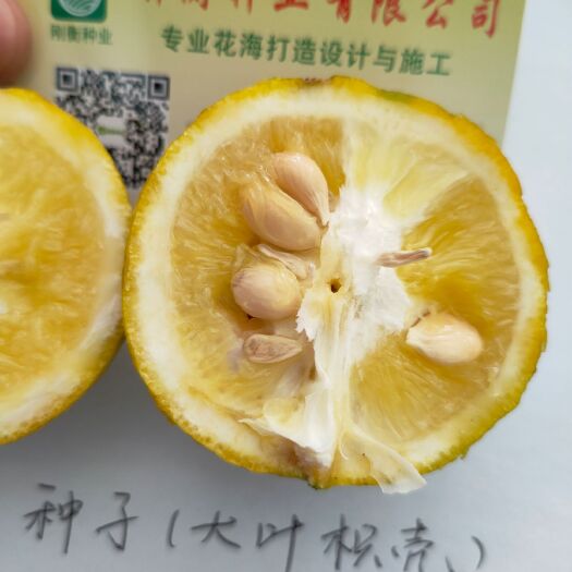 常州枳橙砧木 枳橙种子【大叶枳壳种子】粘木之王