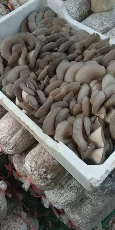 湘阴县纯干货不泡水精品平菇大量供应