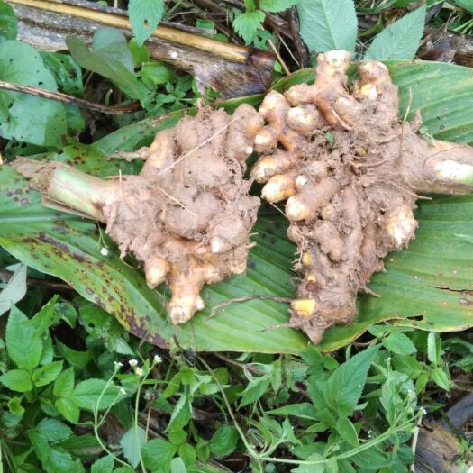 马关县姜黄  种植不打约不用肥约力好