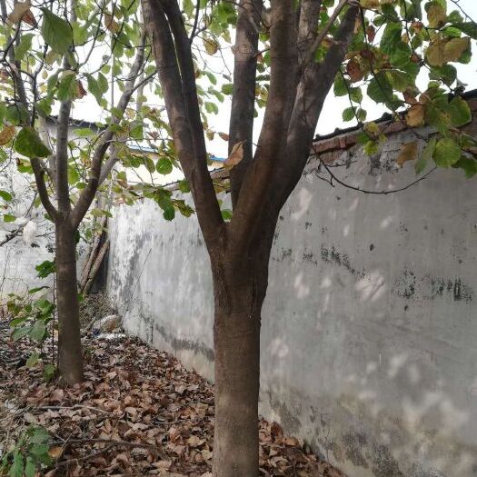 诸城市 地径20左右白玉兰6棵