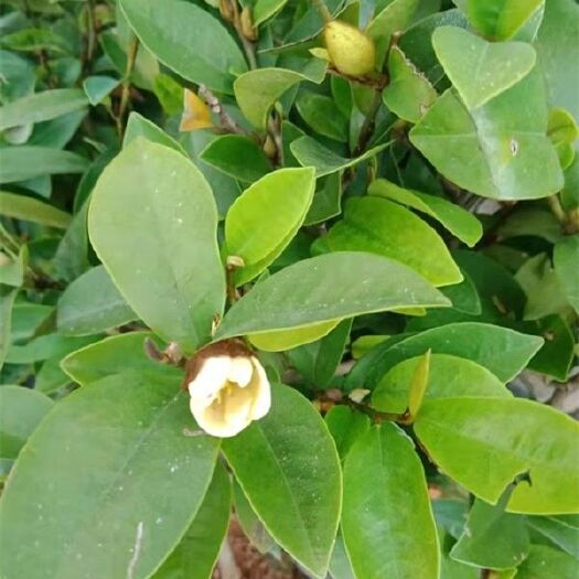 泉州 福建泉州自家含笑花种植基地多种规格价格便宜断根挖土球好
