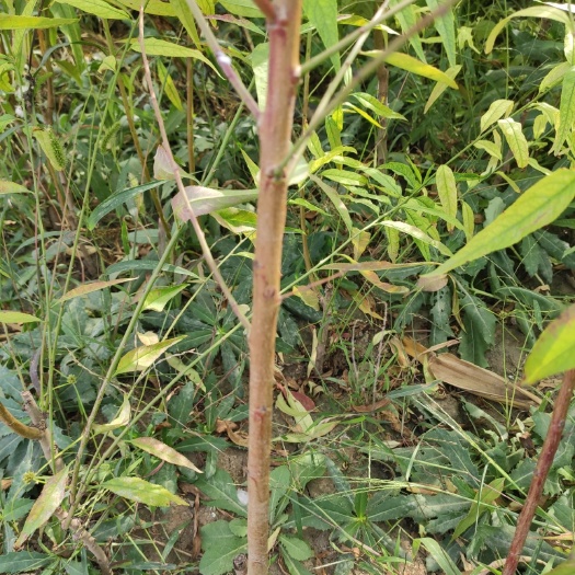 寿光市毛桃苗，占地桃树苗，实生苗，没嫁接桃树苗，脱毒培育，无病虫害