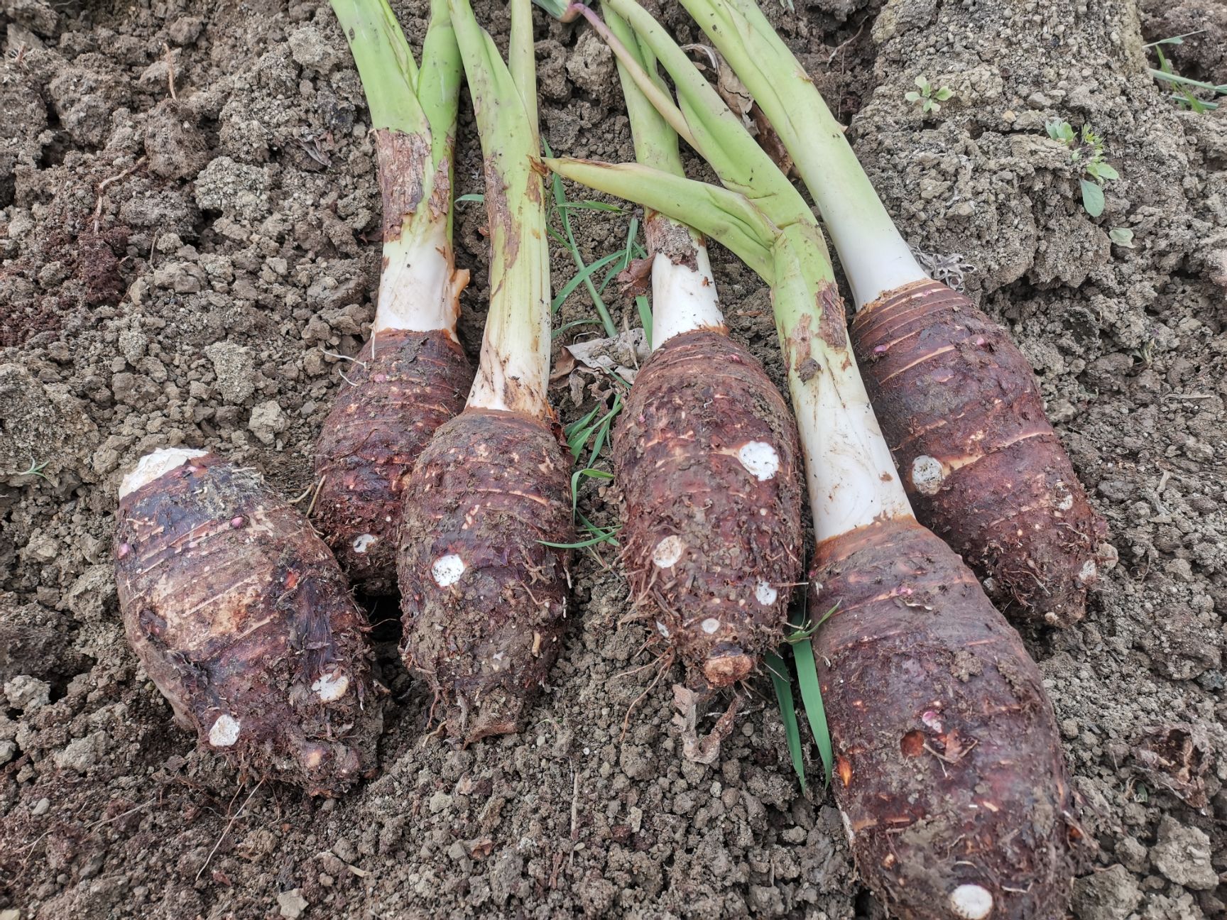 荔浦芋头槟榔芋头广西来宾，香，粉，糯，诚信报价合作共赢