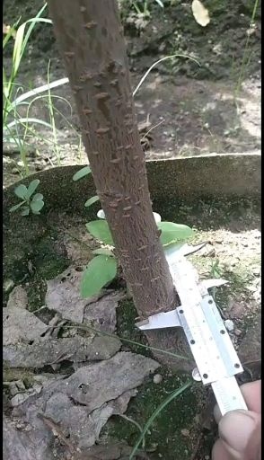 泰安沙王樱桃苗 