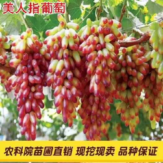 平邑县美人指葡萄苗 美人指葡萄优质嫁接苗基地直销现挖现发免费提供技术指导包邮