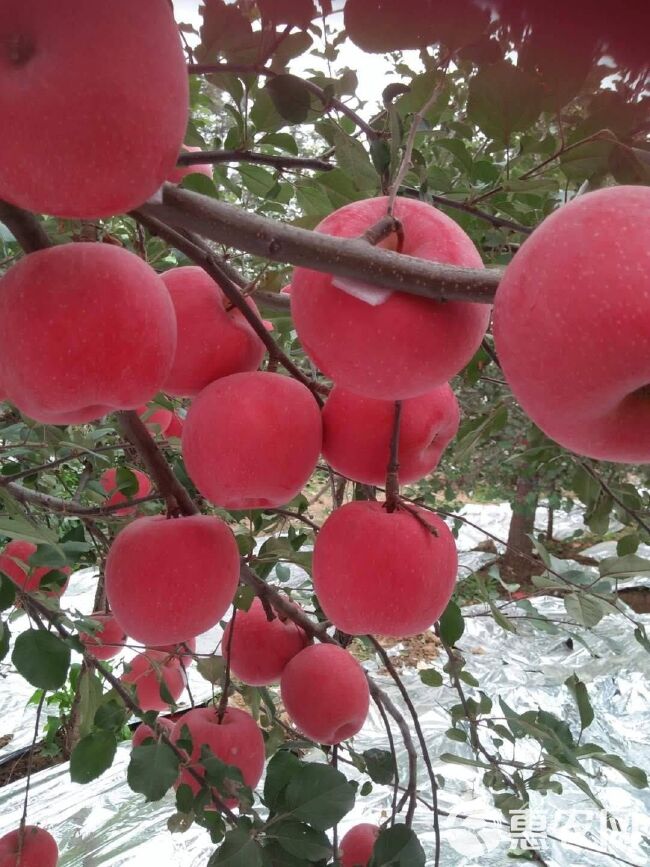 响富苹果苗 全红晚熟苹果苗苗 众成一号