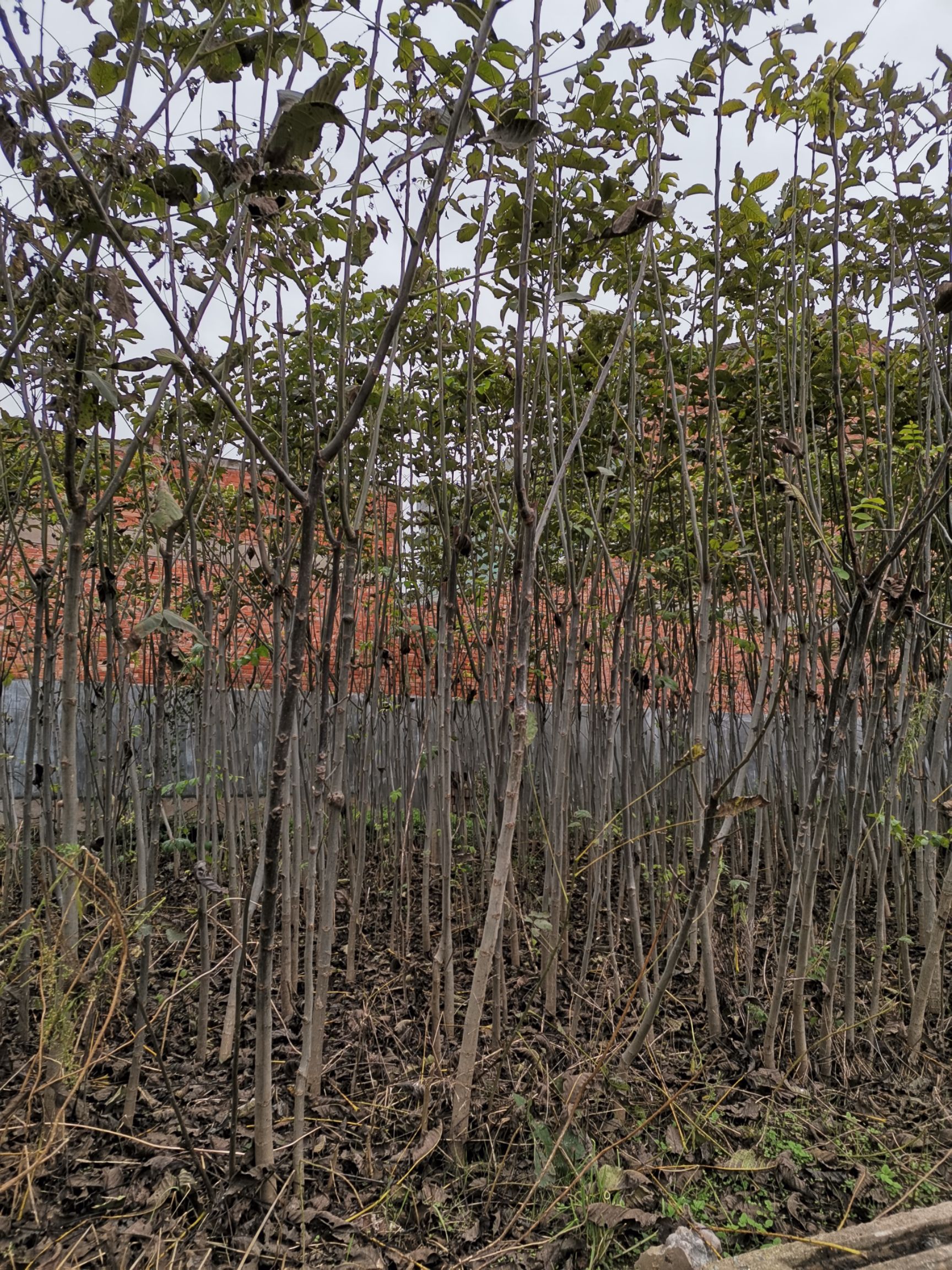 薄壳香核桃苗  四年生核桃苗几万棵