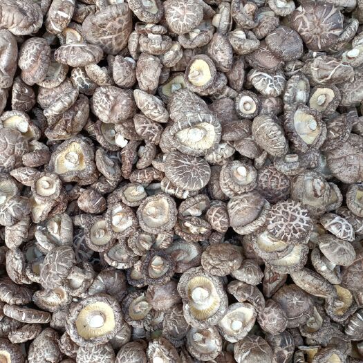 泌阳县黑面菇  好冬菇肉厚、香味浓郁、有看相有质量保证