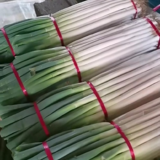 安丘市安丘大葱 常年加工大葱，代发毛葱净葱