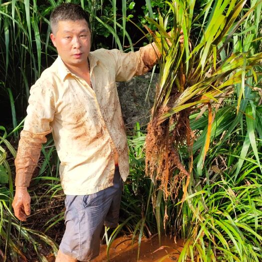 兴安县大叶石菖蒲种苗供应，优质种苗，可供100亩田种苗