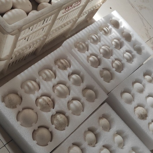 获嘉县鹅种蛋  新鲜鹅蛋