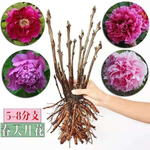 平邑县岛锦牡丹  精品牡丹 现货发售 放心苗 品种全