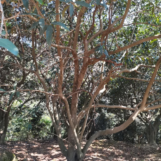 横州市景观盆栽  风景树水蒲桃道旁小区景观树，支持视频看货议价