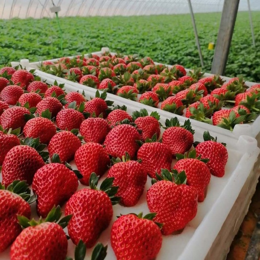东港市丹东草莓  丹东 九九草莓 🍓🍓🍓