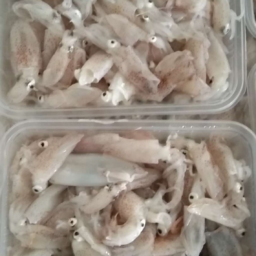 青岛笔管鱼 仔乌