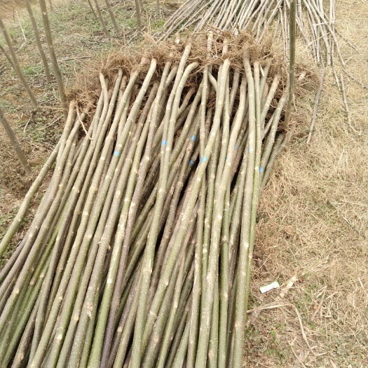西华县 泡桐树苗大量出售 速生泡桐苗规格齐全 价格优惠