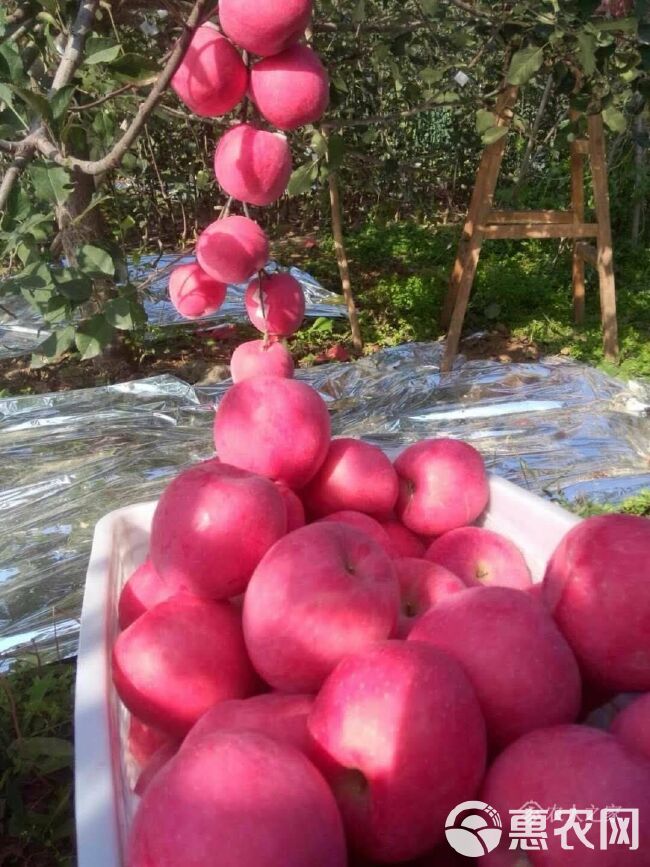 响富苹果苗 全红晚熟苹果苗苗 众成一号