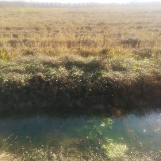 潜江市水产养殖用地 湖北潜江后湖虾稻田