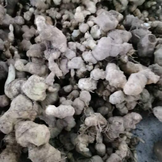 务川县姜形黄精  贵州山里黄金，3～5年头，量大，