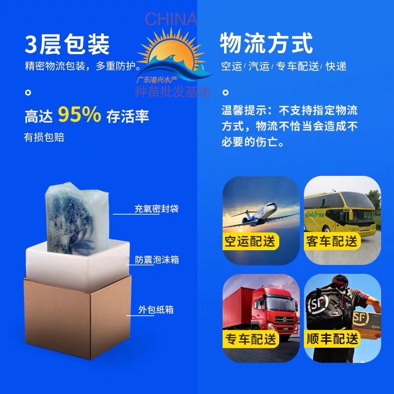 [优质品种]俄罗斯金草鱼苗 金丝草鱼苗 淡水活体鱼苗批发