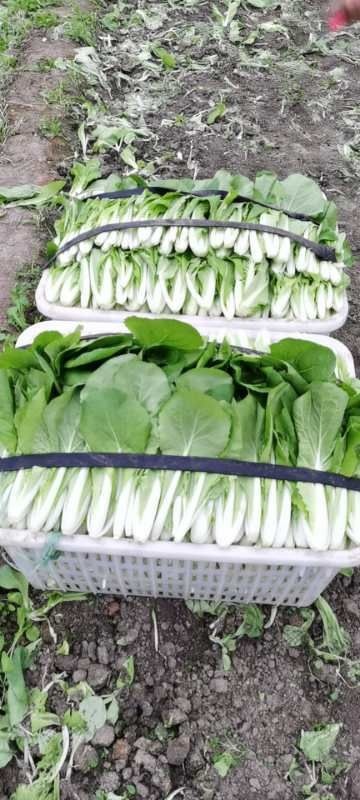 彭州市皇妃小白菜 小白菜大棚基地直供货好价优