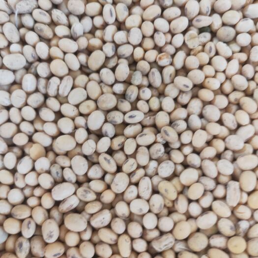 许昌临豆10号大豆 生大豆 2等品
