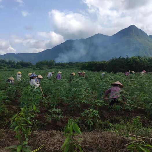 防城港广西特产新鲜黄心木薯粉香糯板栗木薯黄肉木薯