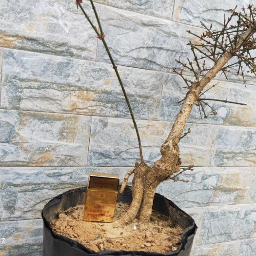 陇南素馨花  甘肃小叶迎春  庄   迎春花