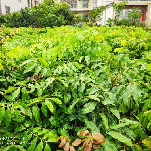 普宁市石峡龙眼苗  大批量嫁接龙眼苗，多种品种，量大优惠，并且还有其他种类果苗