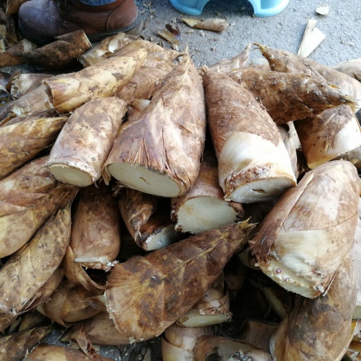 清流县冬笋新鲜 福建冬笋竹笋黄泥笋批发 一手货源