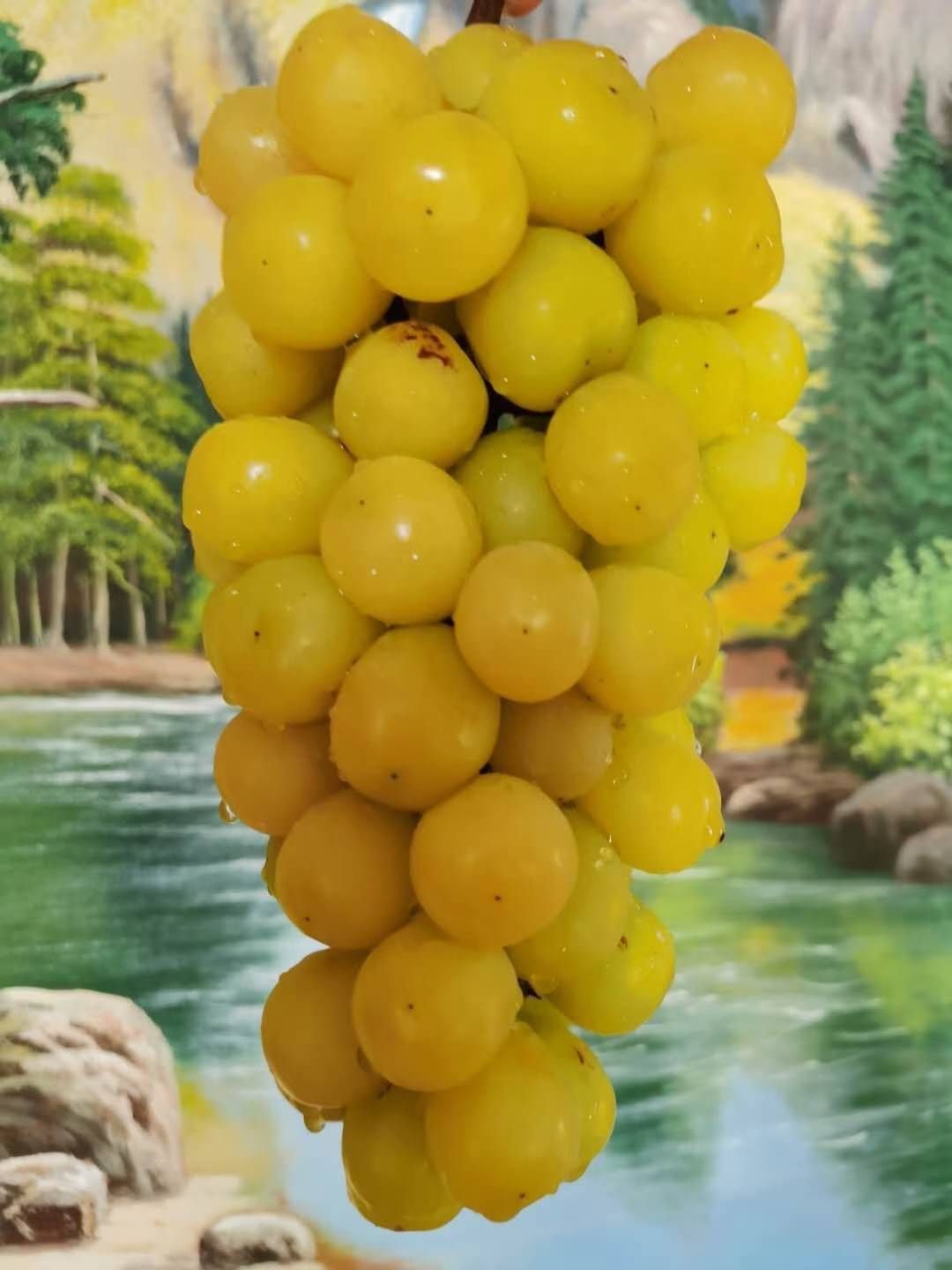 醉金香葡萄苗 香甜可口醉金香