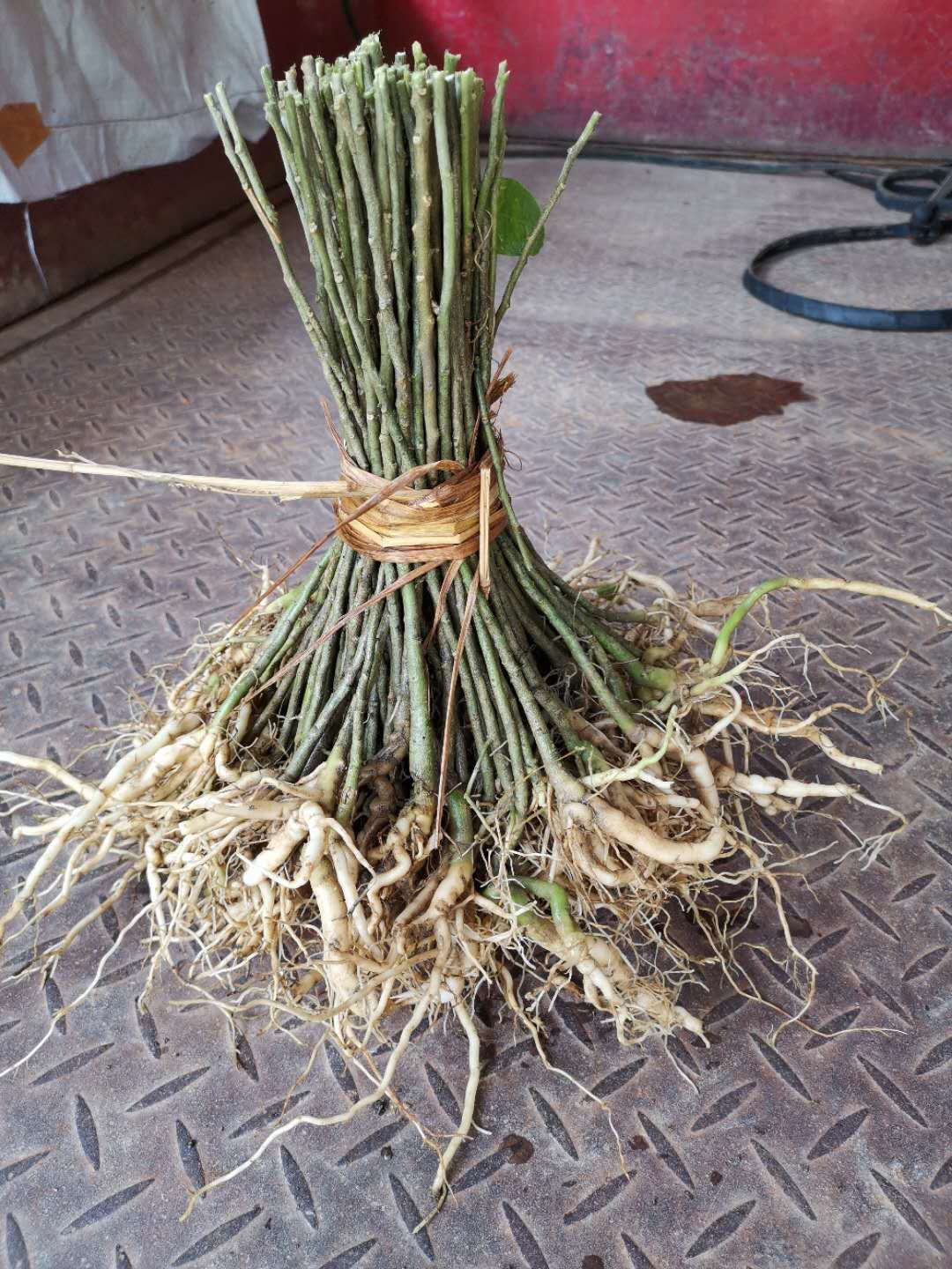 黄花倒水莲种苗  黄花倒水莲苗  ，黄花远志苗，观音串苗
