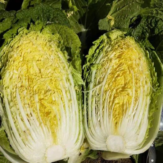 秭归县精品高山黄心大白菜 甜脆爽口 新鲜白菜现摘现发