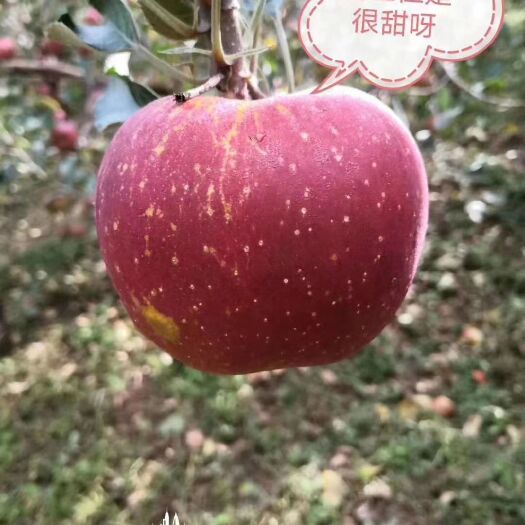 盐源县丑苹果  不打催红素，不打成熟剂，阳光下自然成熟，慢慢上色的苹果。
