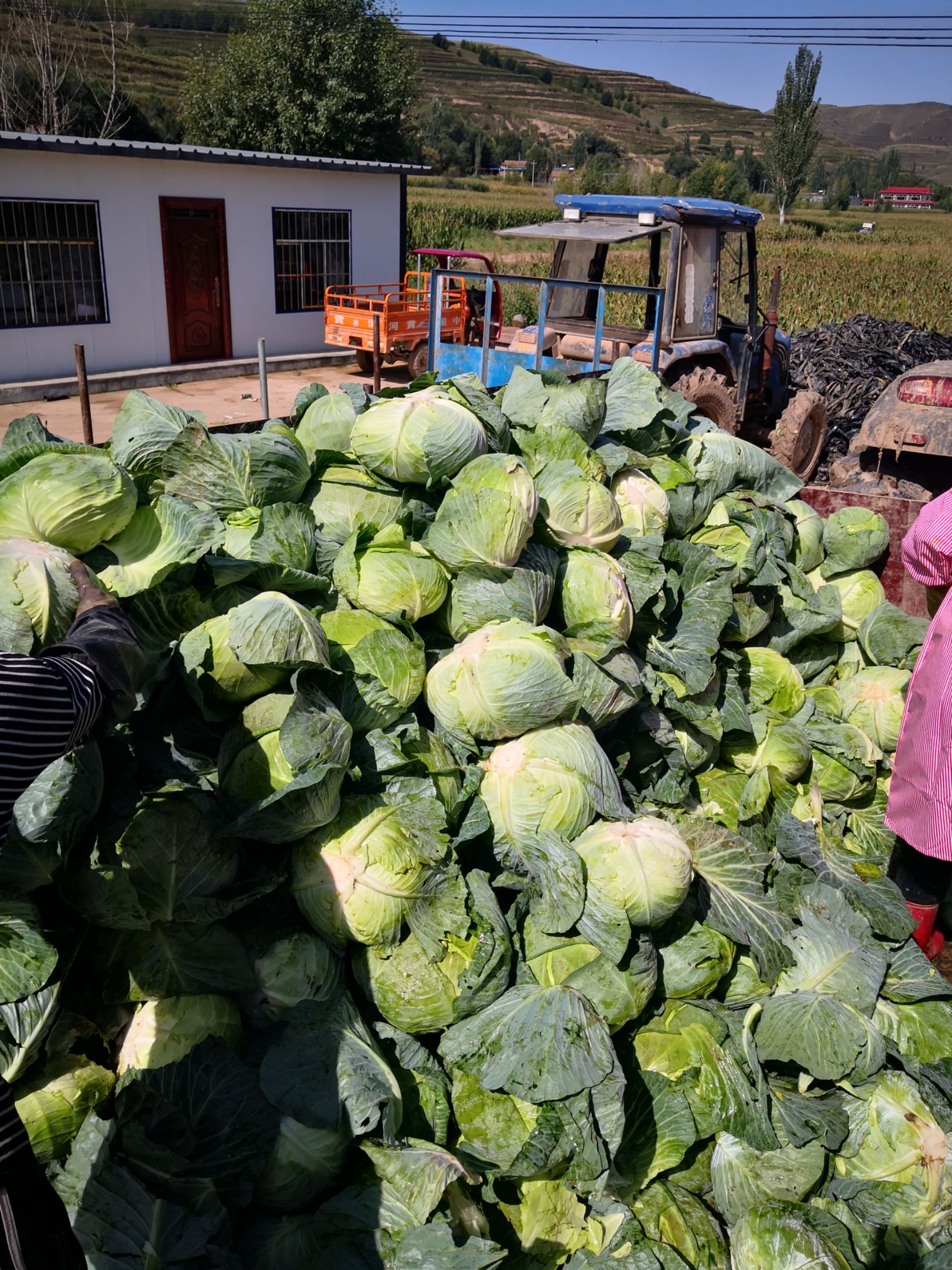 奥奇娜甘蓝  包菜奥奇娜，2斤起，产地直供，货源充足，需要老